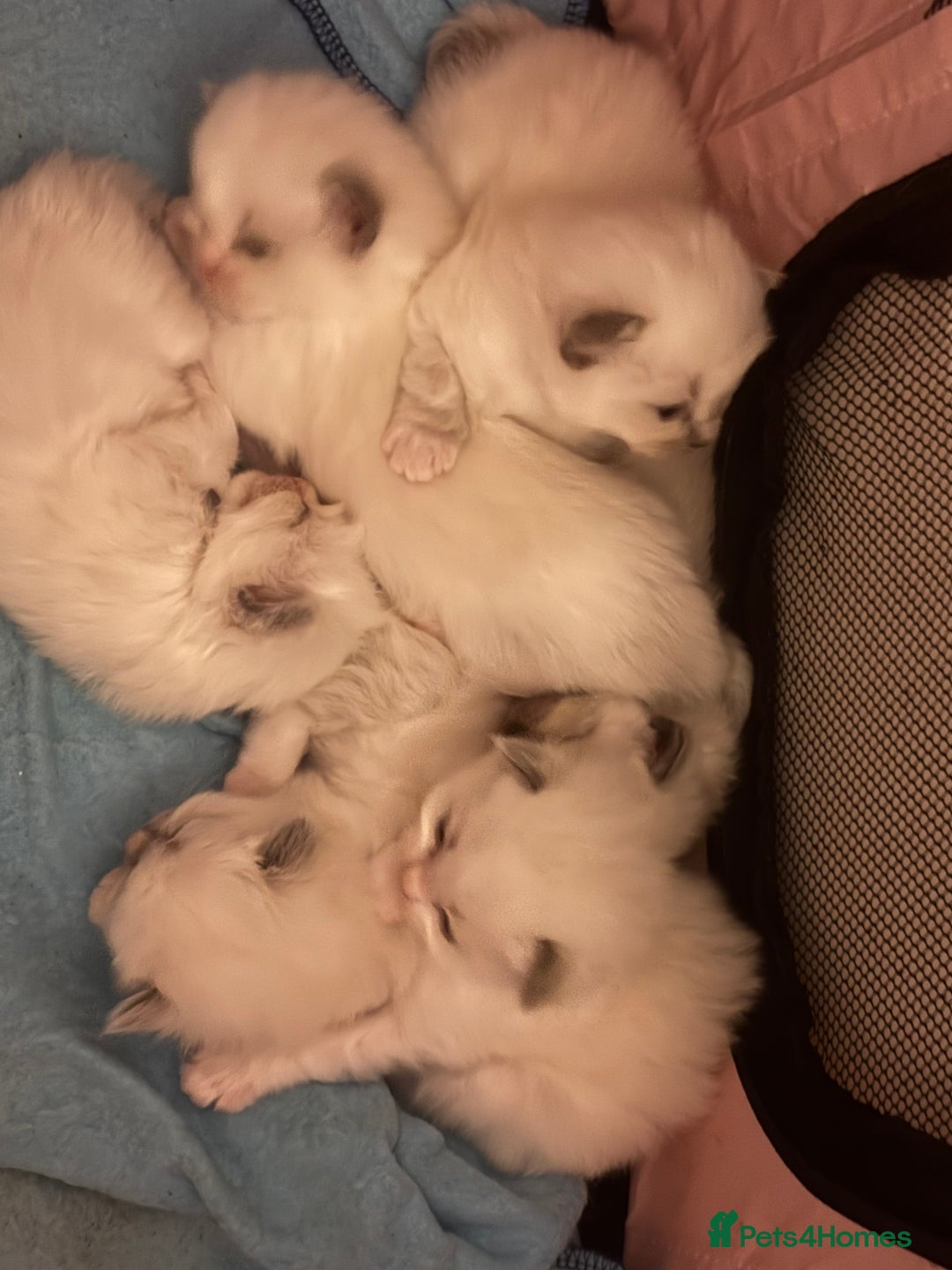 Ragdoll cats for sale: Stunning Ragdoll kittens  - Advert 6