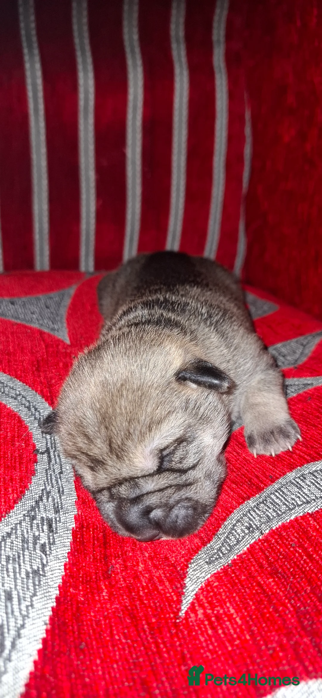 Mixed Breed dogs for sale: Rus-A-Pei ( Rare ) - Advert 23