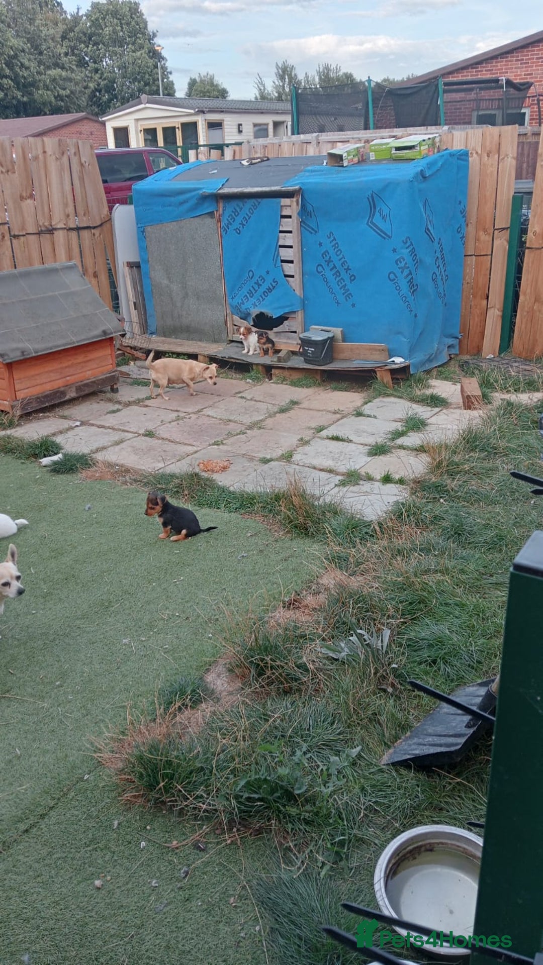 Mixed Breed dogs for sale: Chihuahua x Norfolk terrier puppies for sale - Image 1