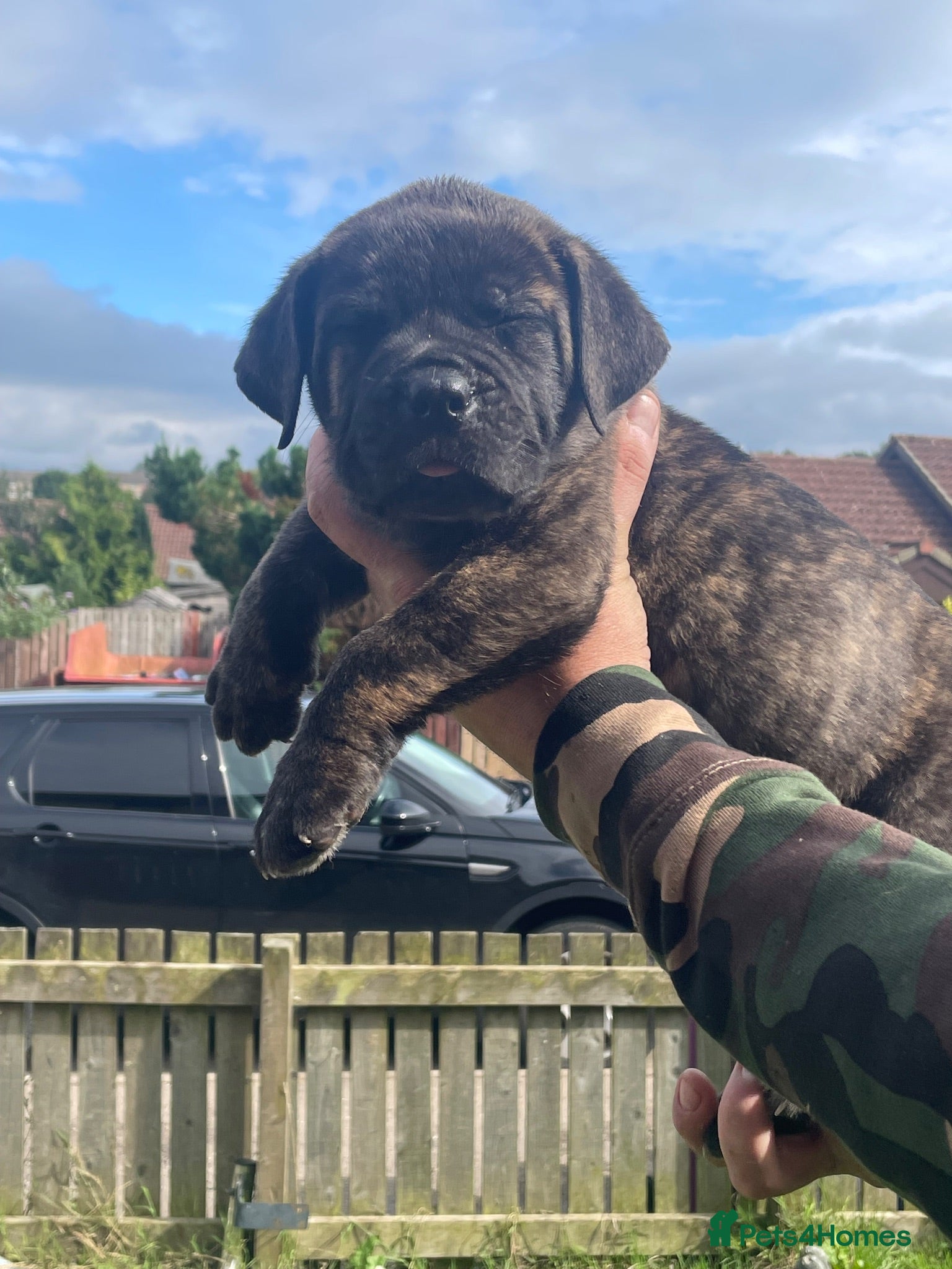 Mixed Breed dogs Boerboel molasses  - Advert 2
