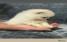 Pomeranian dogs for sale: Teddy bear optic white Pomeranians puppies - Advert 17