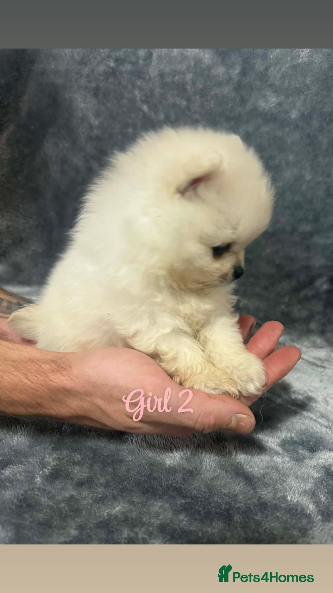 Pomeranian dogs for sale: Teddy bear optic white Pomeranians puppies - Advert 17