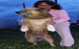 Mixed Breed dogs for adoption: BENNY - a loyal and gentle boy for a Loving Home - Image 6