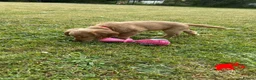 Cocker Spaniel dogs for sale: Gorgeous KC working type cocker spaniel puppies  - Advert 3