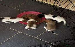 Jack Russell dogs for sale: Jack Russell puppies  - Image 4