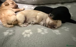 Cockapoo dogs for sale: Beautiful cockapoo puppies 🐶  - Image 39