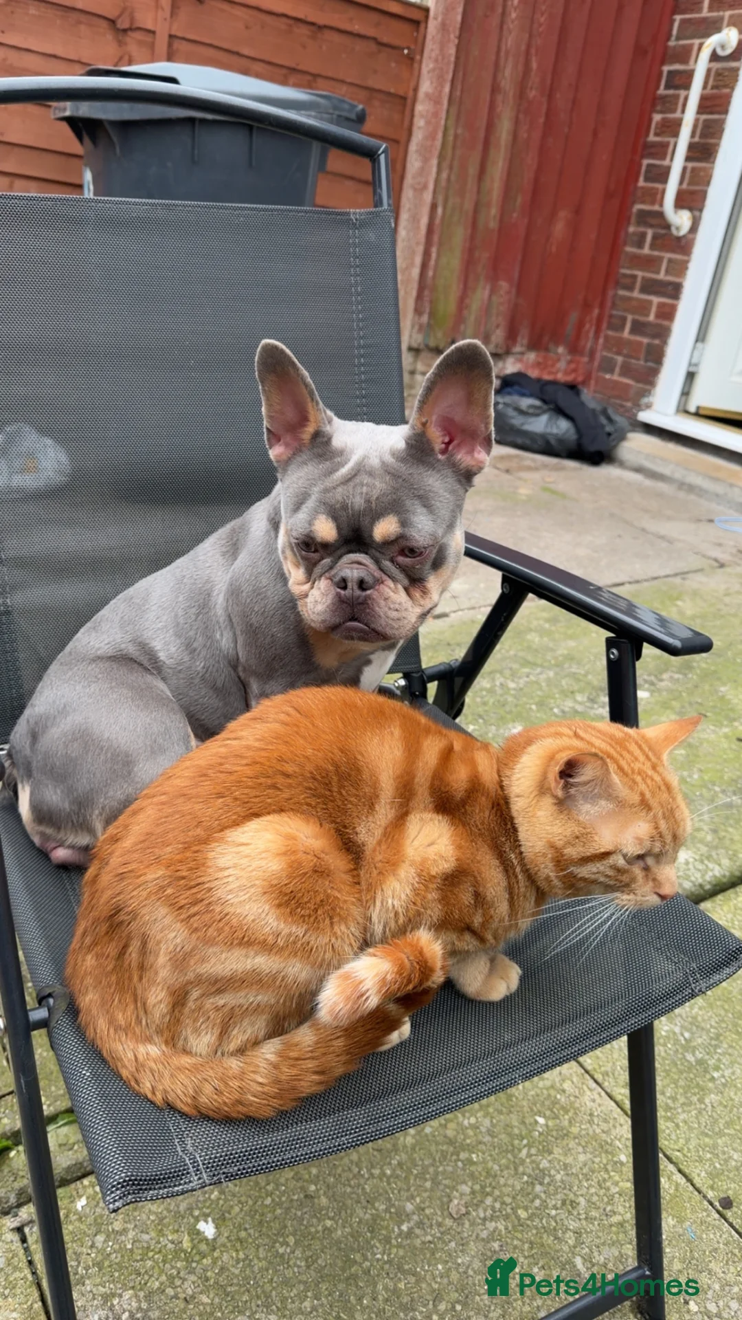 French Bulldog dogs for sale: Female French bulldog - Advert 2