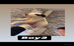 Saluki dogs for sale: Sulki / collie  - Advert 3