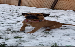 Mixed Breed dogs for sale: Mastiff puppies - Image 15