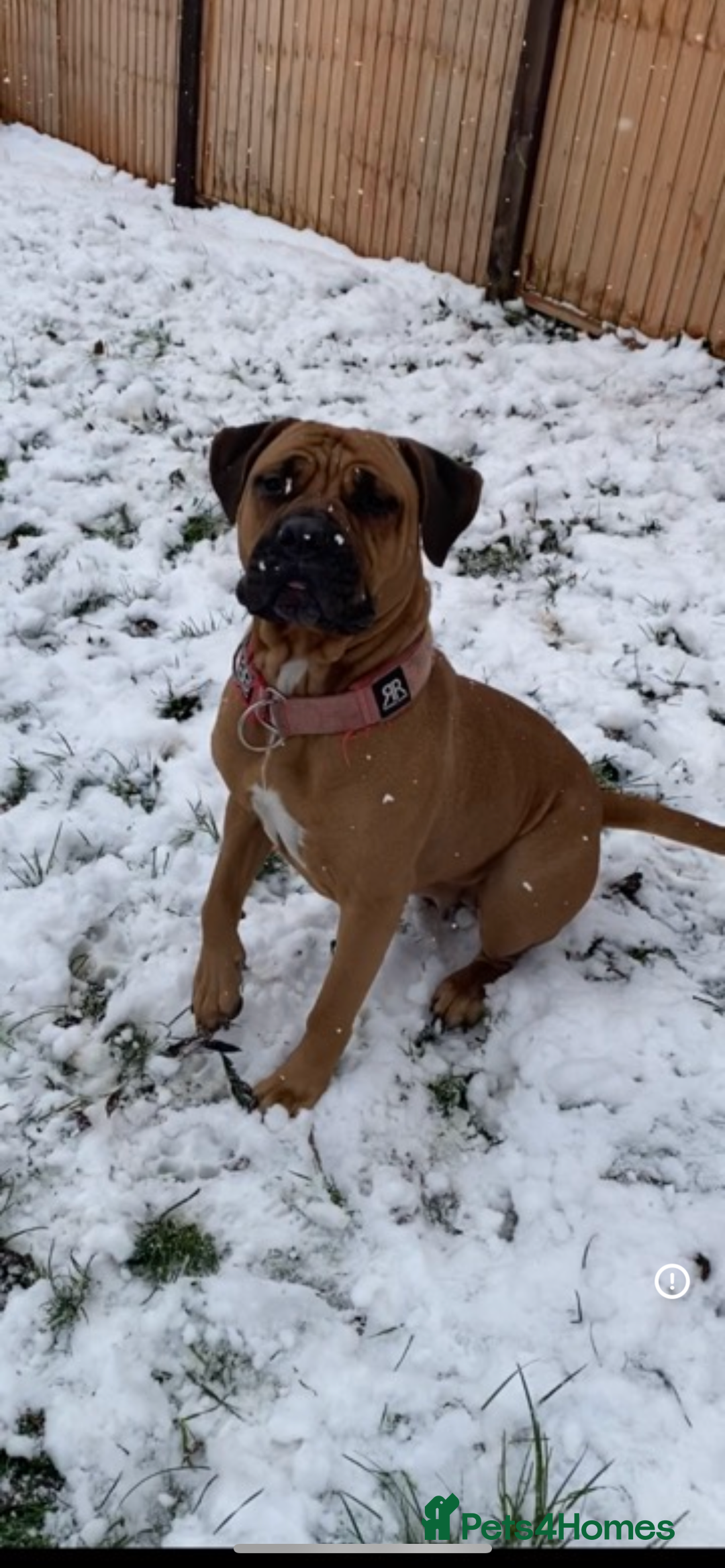 Mixed Breed dogs for sale: Mastiff puppies - Image 15