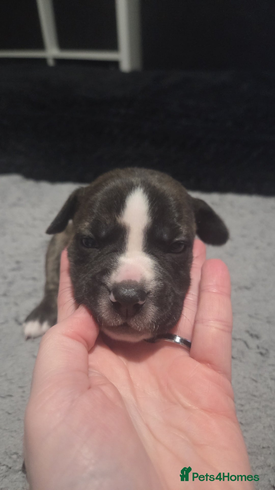 Mixed Breed dogs for sale: Staffy + cane course - Advert 3