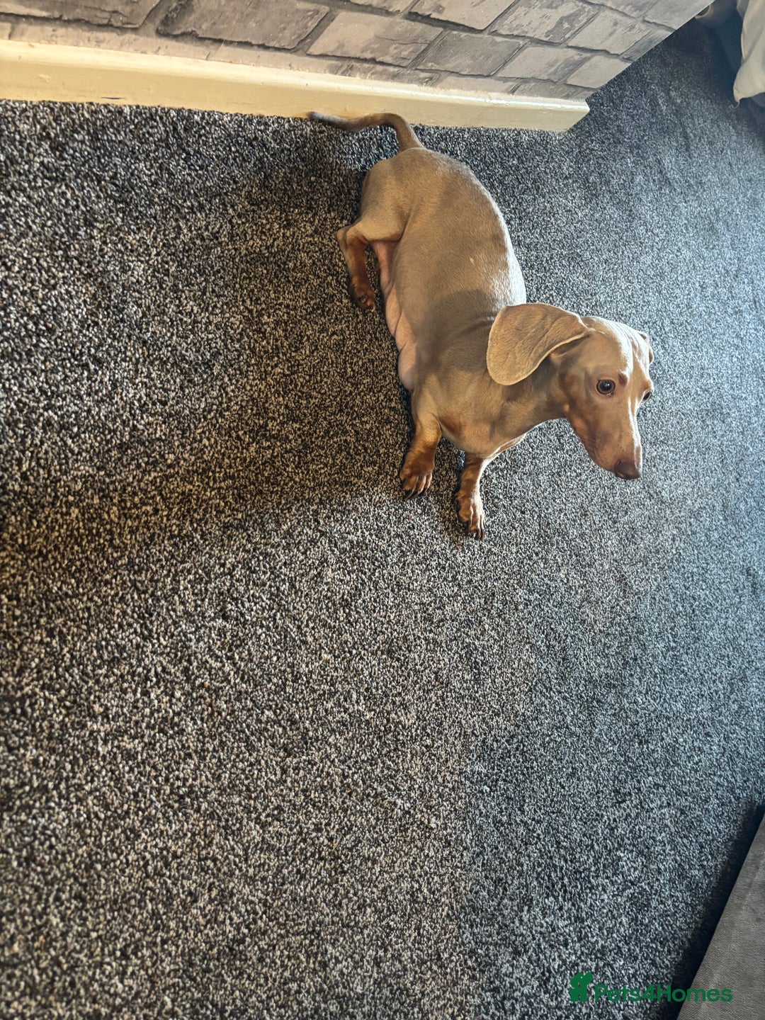 Miniature Dachshund dogs for sale: Miniature dachshund puppies - Image 9