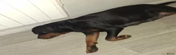 Rottweiler dogs for sale: Courageous, Intelligent & Devoted Rottweilers in Hull - Advert 10