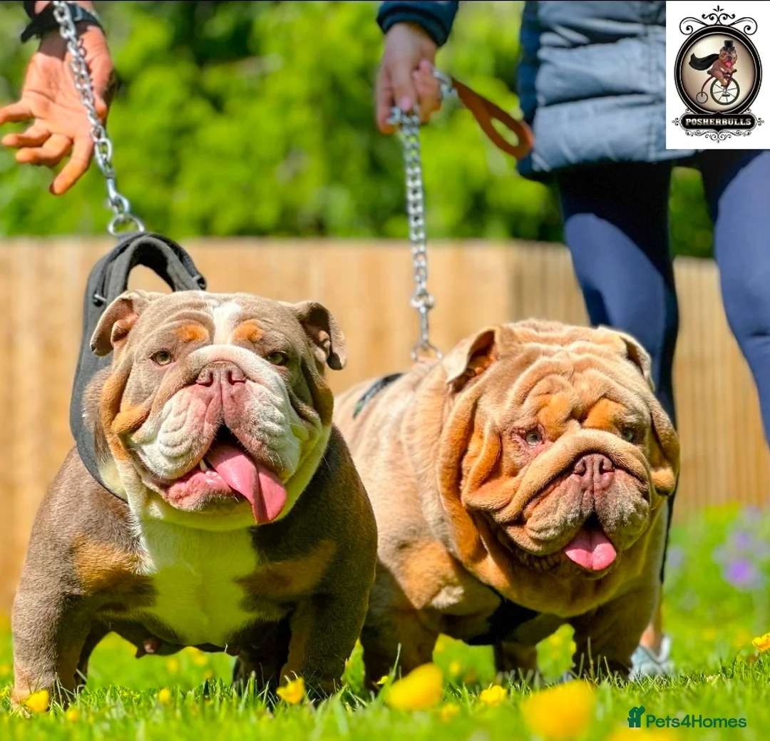 English Bulldog dogs for sale: Pedigree English Bulldog  - Advert 6