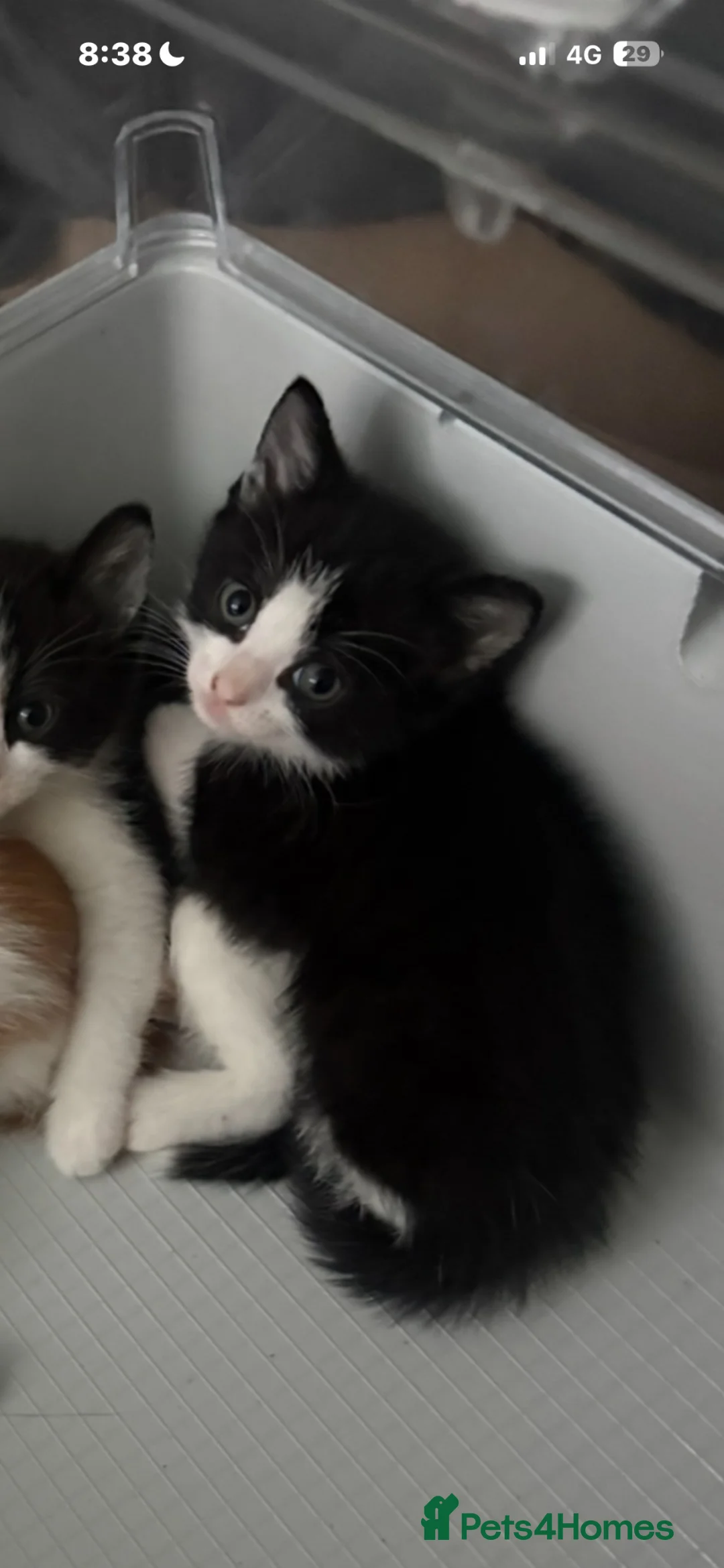British Shorthair cats for sale: beautiful female black and white kitten x - Advert 2