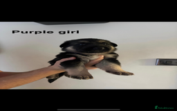 German Shepherd dogs for sale: German shepherd litter  - Image 9