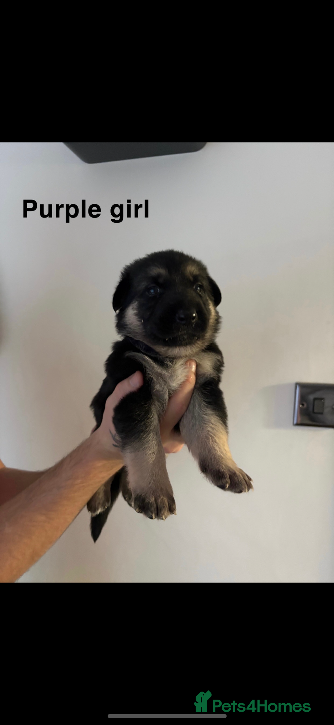 German Shepherd dogs for sale: German shepherd litter  - Image 9