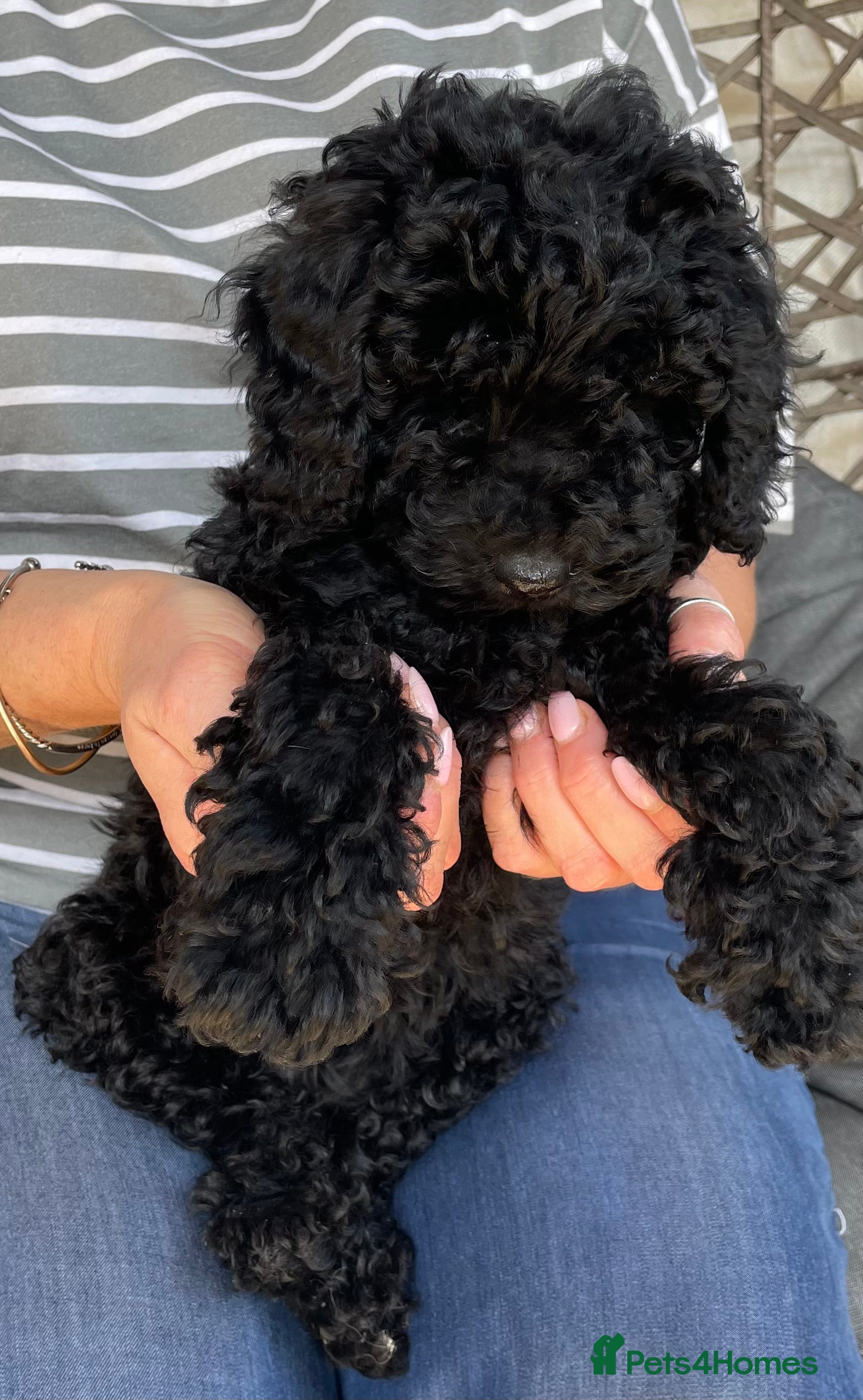 Toy Poodle dogs 5 Gorgeous and Lively Toy Poodle puppies  - Advert 12