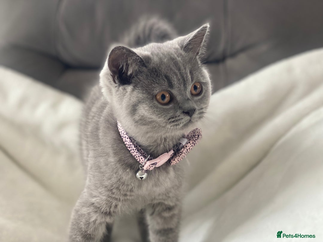 British Shorthair cats for sale: Beautiful  bsh gccf girl (champion breed lines) in Swanley - Image 8