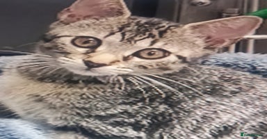 Mixed Breed cats - Advert 3