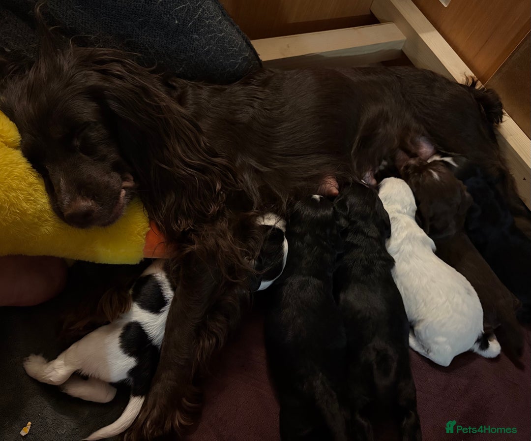 Cocker Spaniel dogs for sale: KC Registered Working Cocker Spaniel puppies - Image 3