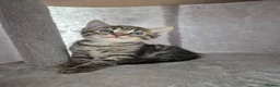 Mixed Breed cats for sale: 4 Handsome Boy Kittens Ready for New Adventures!  - Advert 12