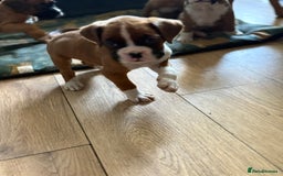 Boxer dogs for sale: 1 girl beautiful boxer puppies left  - Image 5