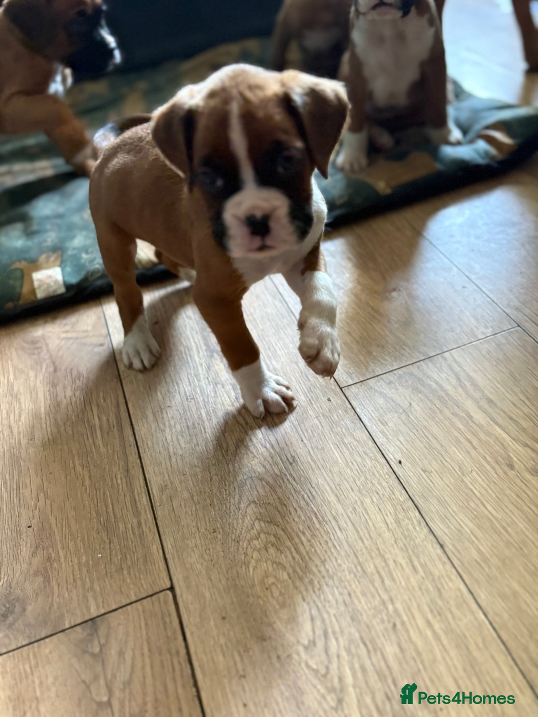 Boxer dogs for sale: 1 girl beautiful boxer puppies left  - Image 5