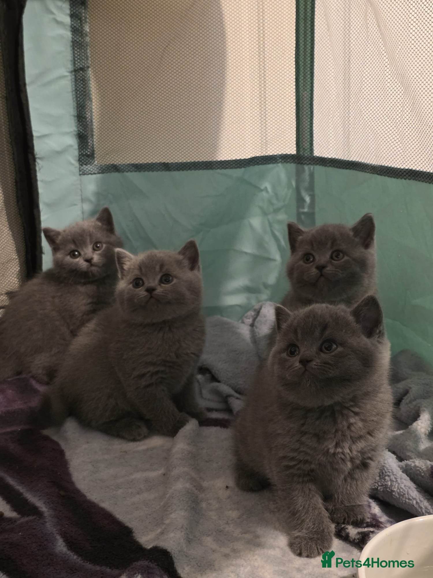 British Shorthair cats 🐱BRITISH SHORTHAIR🐱 - Advert 9