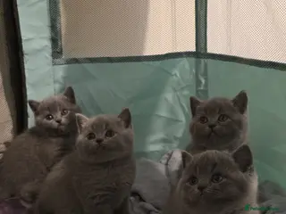 British Shorthair cats 🐱BRITISH SHORTHAIR🐱 - Advert 9