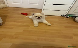 Pomeranian dogs for sale: 🐾✨ Adorable Male White Pomeranian Puppy ✨🐾 - Image 3