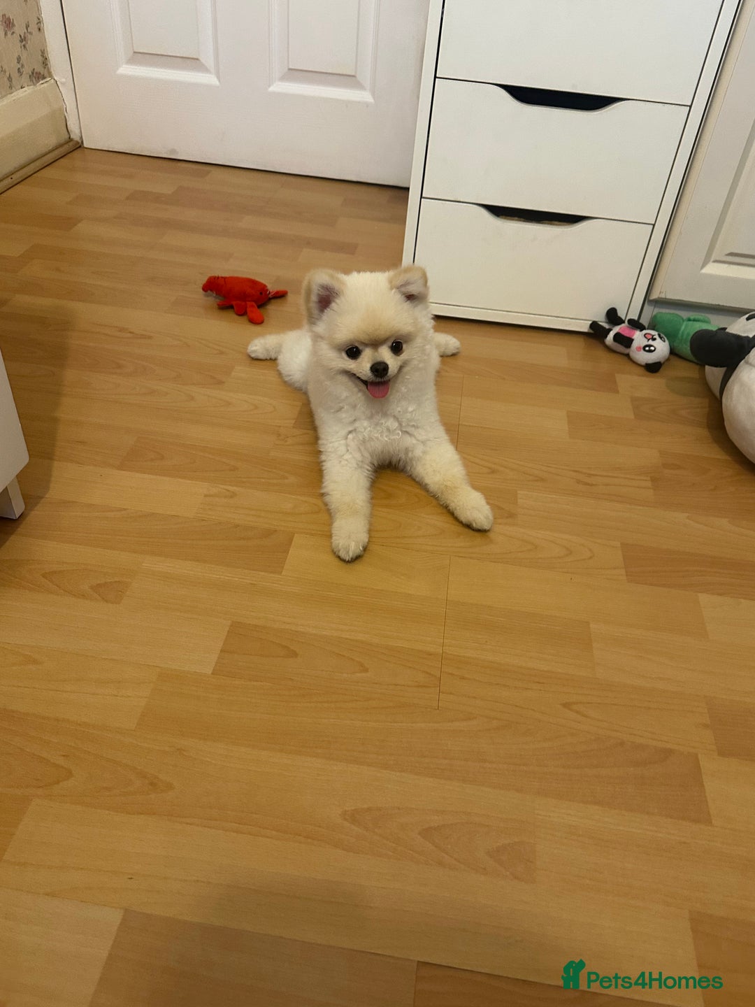 Pomeranian dogs for sale: 🐾✨ Adorable Male White Pomeranian Puppy ✨🐾 - Image 3