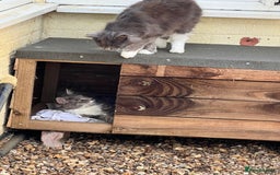 Maine Coon cats for sale: Maine coon mother and son  - Image 13