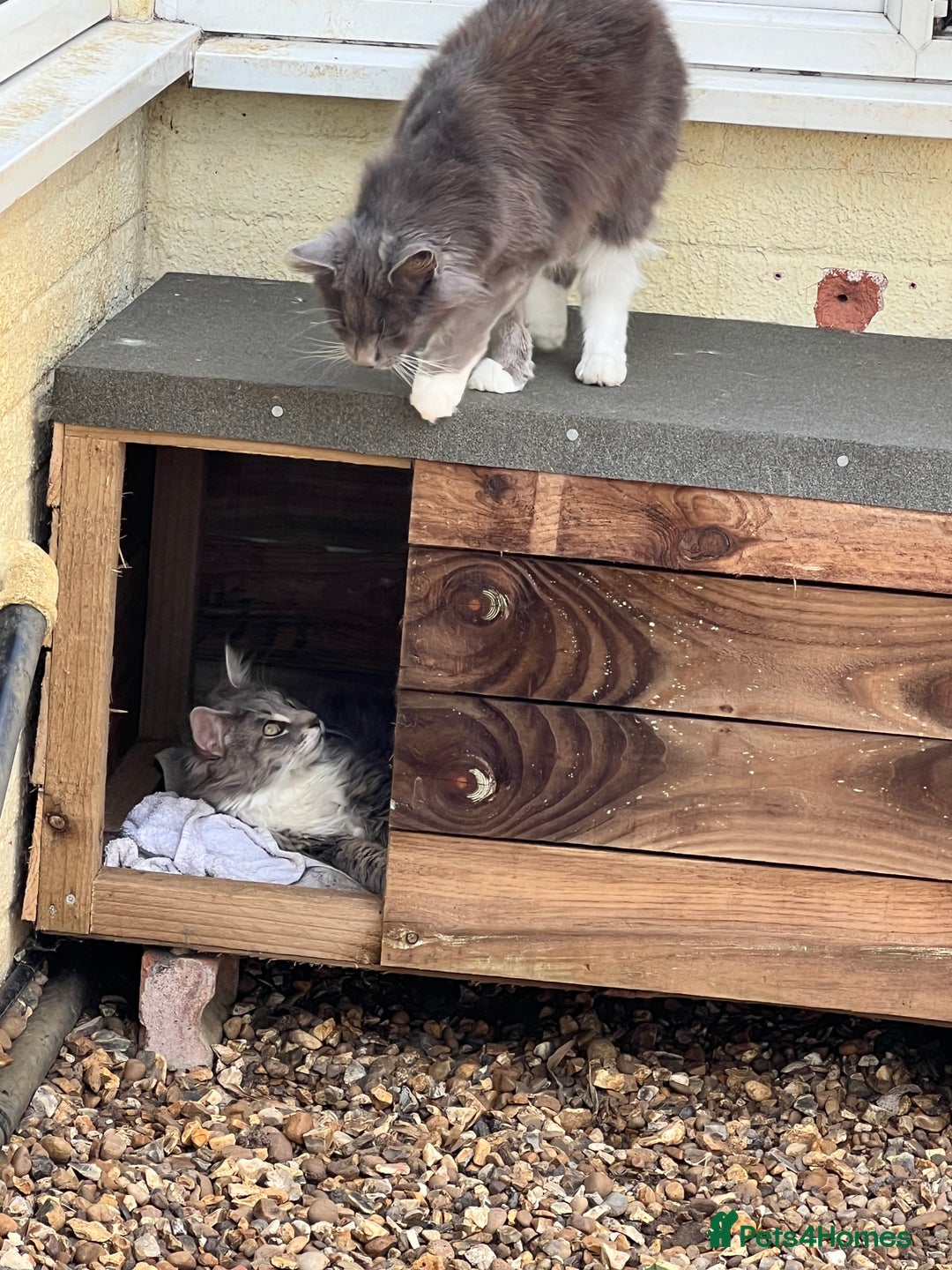 Maine Coon cats for sale: Maine coon mother and son  - Image 13