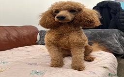 Miniature Poodle dogs for sale: Puppies-miniature poodle - Advert 10