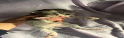 Mixed Breed cats for sale: 6 beautiful kittens  in Loughborough - Advert 12