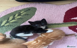 American Shorthair cats for sale: 4 male kittens for sale! - Image 8