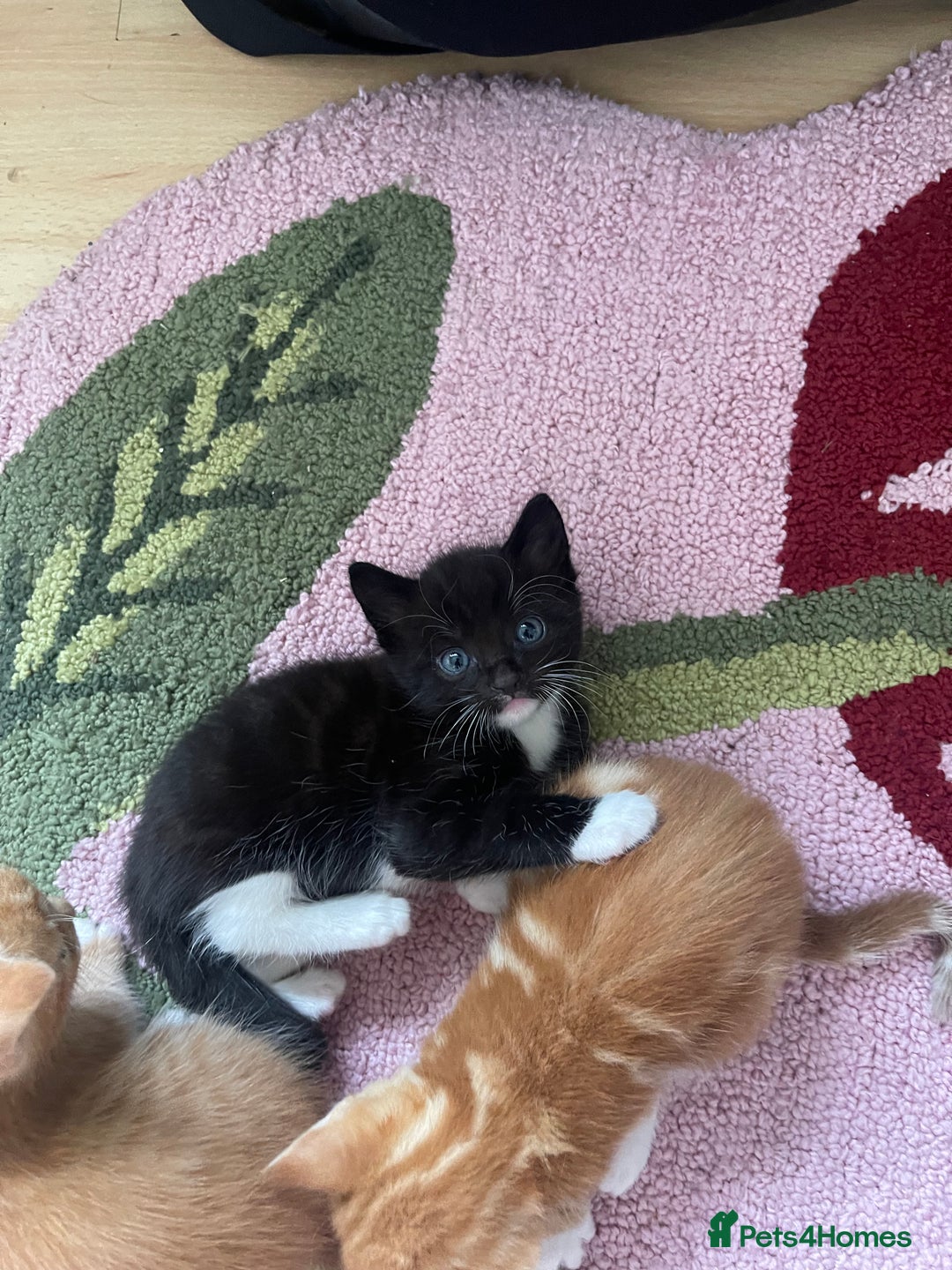 American Shorthair cats for sale: 4 male kittens for sale! - Image 8