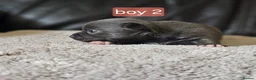 Chihuahua dogs for sale: 5 chiuaua baby boys - Advert 33