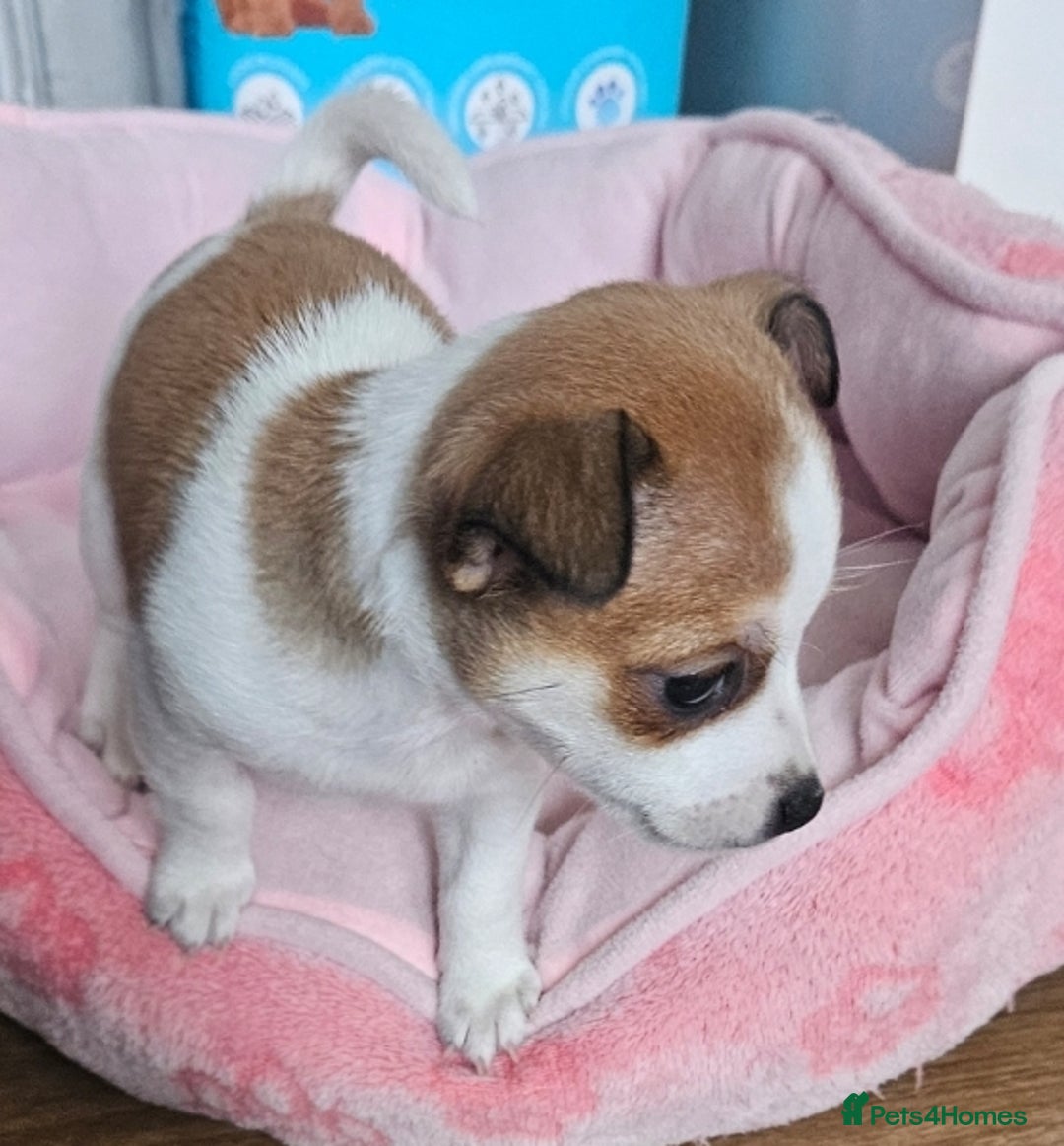 Mixed Breed dogs for sale: Chihuahua x jack  - Image 1