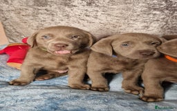 Labrador Retriever dogs for sale: Adorable Silver Labrador Puppies  - Image 10