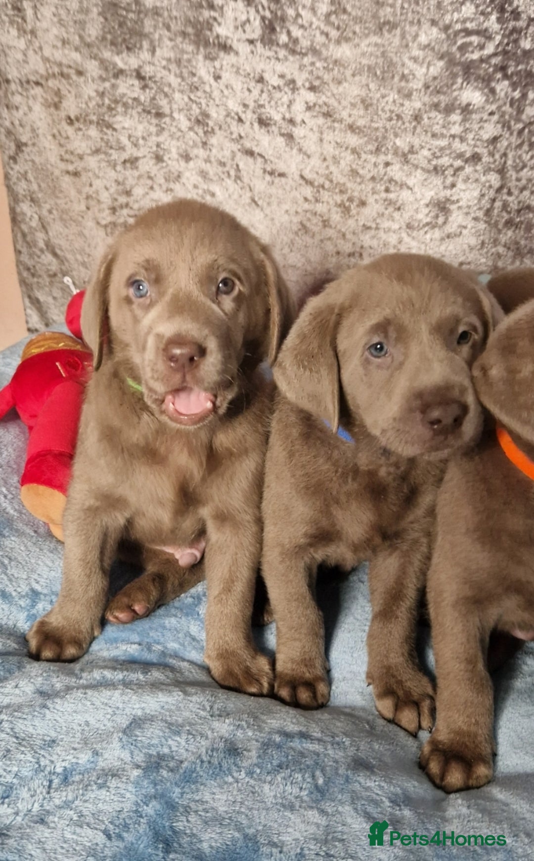 Labrador Retriever dogs for sale: Adorable Silver Labrador Puppies  - Image 10