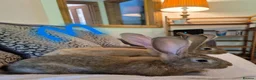 Continental Giant rabbits for sale: Continental giant rabbits (males) in Saltash - Advert 9