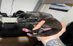 Mixed Breed dogs for sale: Blue american bulldog X belgian malinois - Image 6