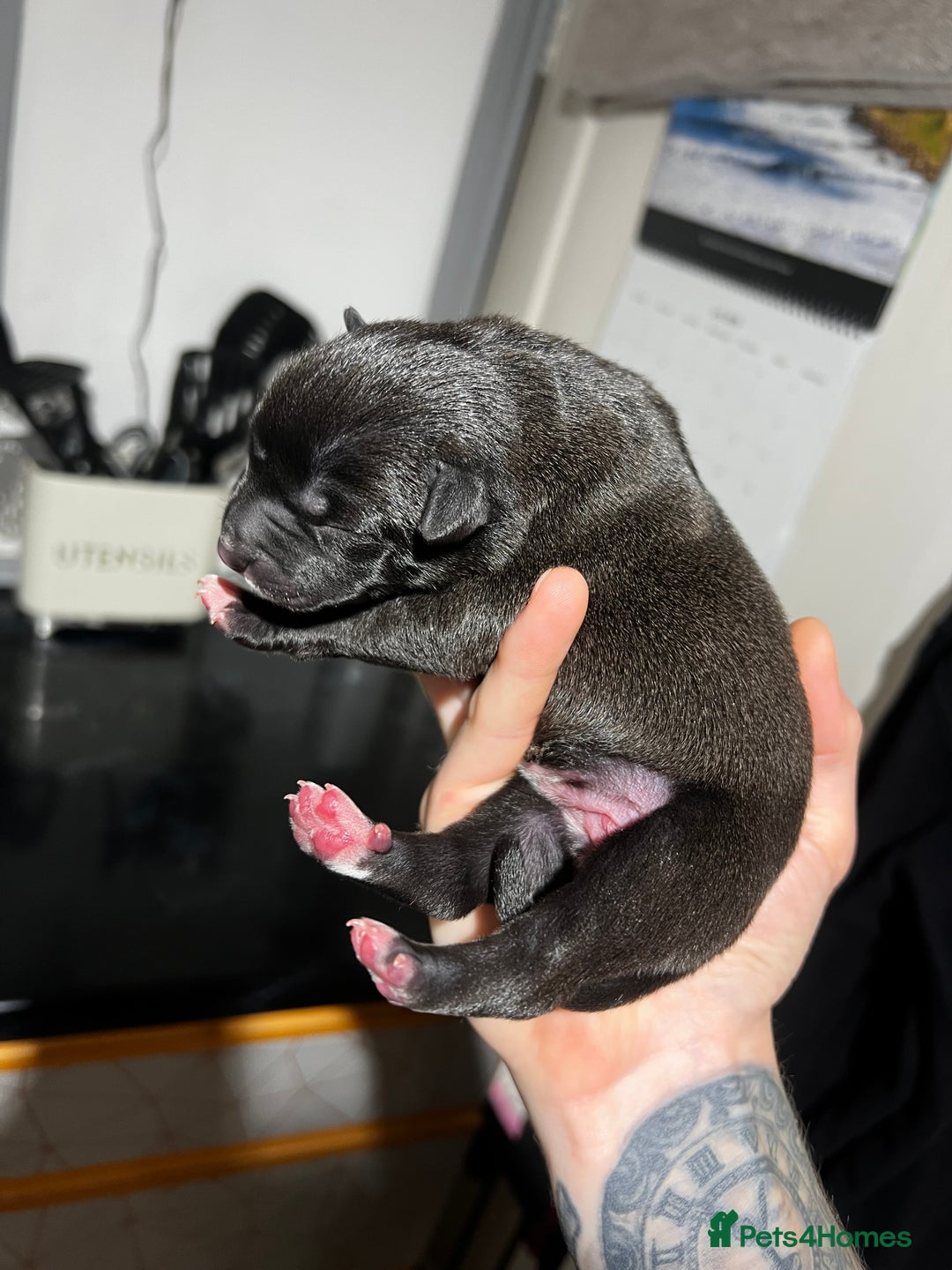Mixed Breed dogs for sale: Blue american bulldog X belgian malinois - Image 6
