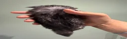 Maine Coon cats for sale: 3 gorgeous Maine coon kittens for sale - Advert 33