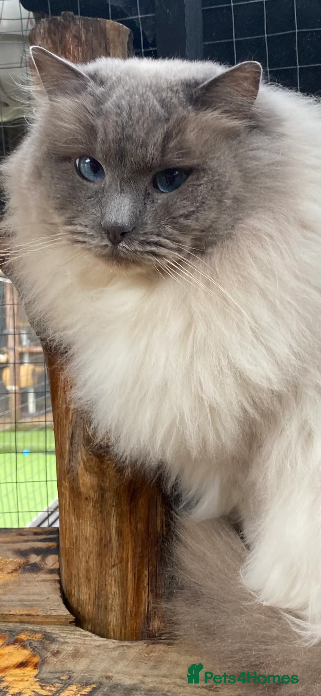 Ragdoll cats for stud: Stud Gccf Active duel Tica blue point  in Grantham - Advert 16