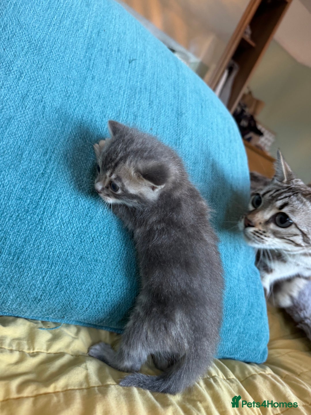 Bengal cats for sale: 3/4 bengal 1/4BSH - Advert 26