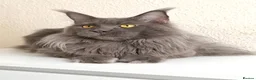 Maine Coon cats for stud: Active TICA Registered - Gentle, Friendle, Proven - Advert 2