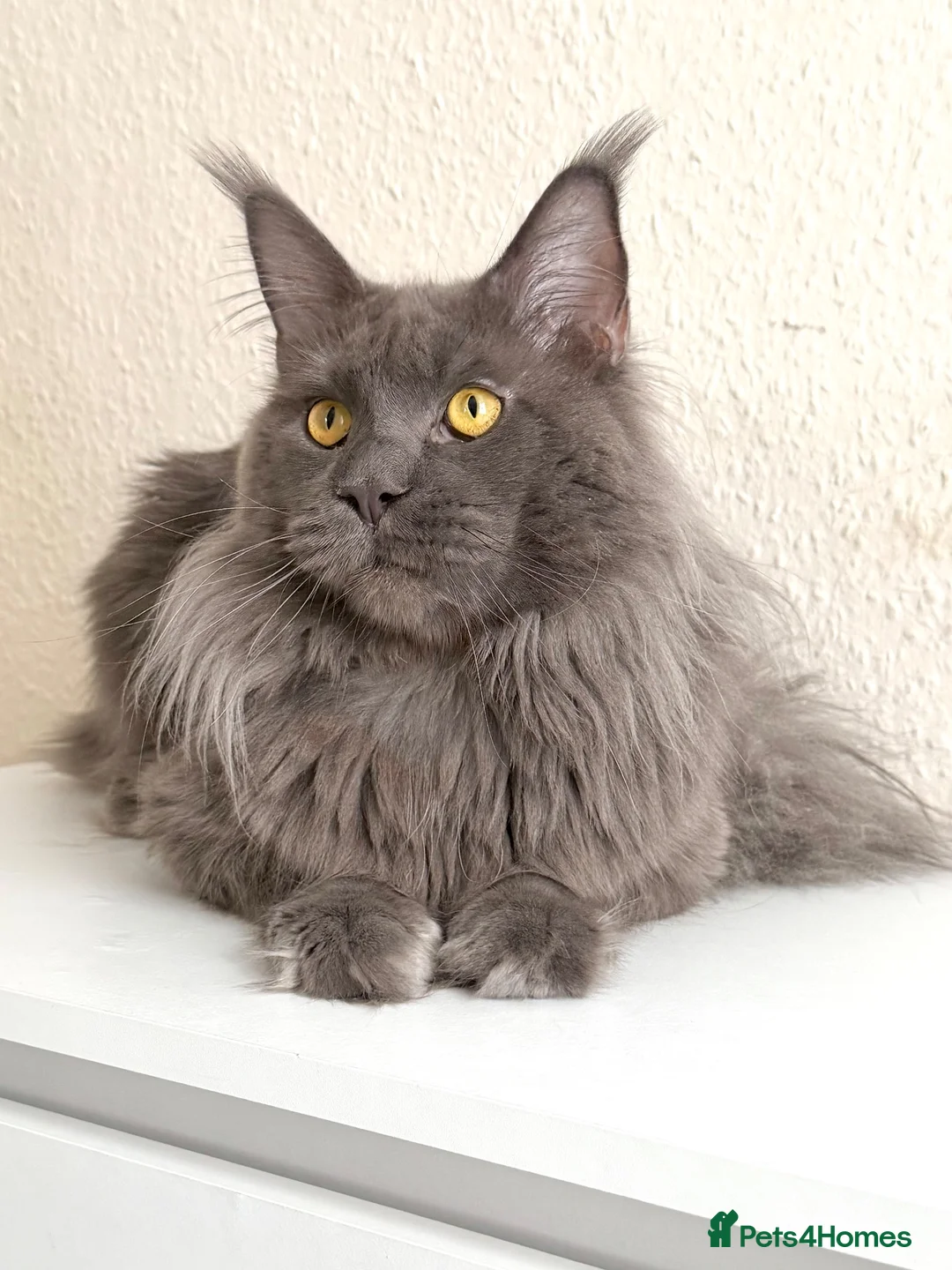 Maine Coon cats for stud: Active TICA Registered - Gentle, Friendle, Proven - Advert 2